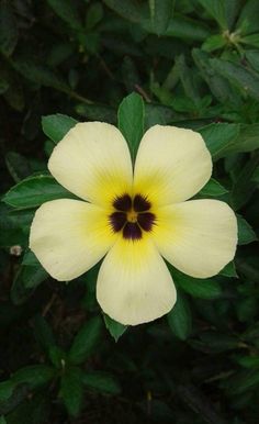 a white and yellow flower with dark center surrounded by green leaves in the foreground