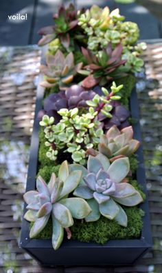 several succulents are arranged in a rectangular planter