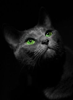 a black cat with green eyes in the dark