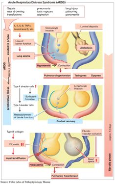 the anatomy of the stomach and its functions