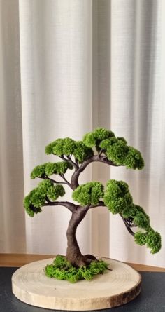 a bonsai tree is displayed on a table