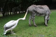 a large bird standing next to a donkey on top of a lush green field with trees in the background