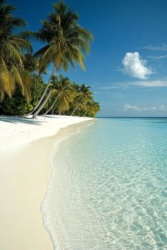 the beach is lined with palm trees and clear water