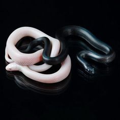 a pink and black snake on a black background