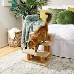 a cat standing on top of a wooden step in front of a bed and potted plant