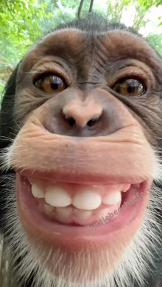 a close up of a monkey smiling with trees in the background