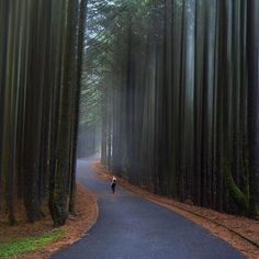 a person walking down a road in the middle of a forest filled with tall trees