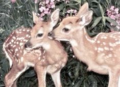 two baby deer standing next to each other in front of some bushes and pink flowers