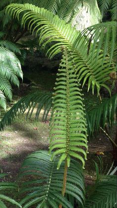 green leaves are growing in the forest