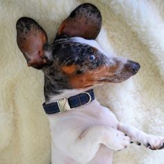 a small dog laying on top of a white blanket