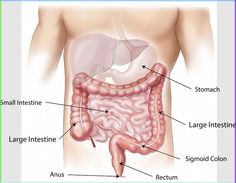 Sigmoid Colon, Whole Body Vibration, Detox Kur, Cupping Therapy, Biology Notes, Medical Anatomy, Irritable Bowel, Vie Motivation, Gut Bacteria