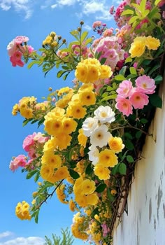 colorful flowers are growing on the side of a white building with blue sky in the background