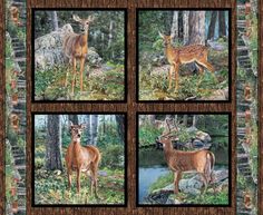 four pictures of deer in the woods