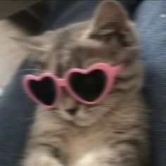 a cat with heart shaped sunglasses on its face