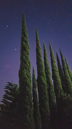 the night sky is full of stars and some trees are lined up in rows with their tops down