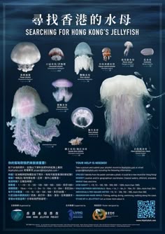 an advertisement for jellyfish in the ocean with information about their different colors and sizes