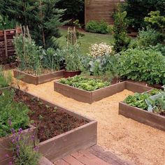 the garden is full of different types of vegetables