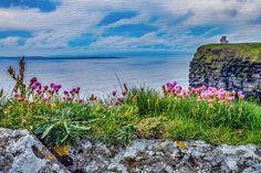 flowers growing out of the grass on top of a rock wall next to an ocean