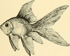 a drawing of a goldfish in black and white ink on parchment paper, with the head turned slightly to the side