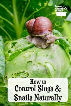 Control Snails and Slugs Naturally Slugs In Garden How To Get Rid Of, Getting Rid Of Slugs, Get Rid Of Aphids, Pest Control Plants, Vegetable Harvest, Snails In Garden