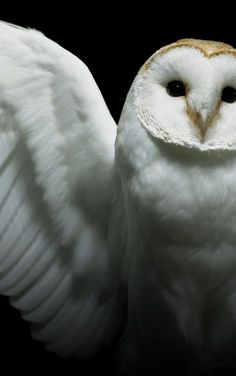 an owl with its wings spread out in front of a black background and the eyes are wide open