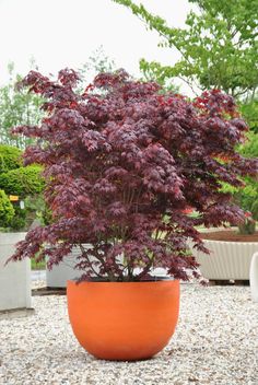 a potted plant sitting on top of a gravel ground