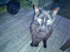 a black cat sitting on top of a wooden floor