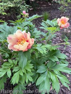 two pink flowers blooming in the garden