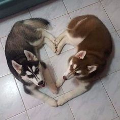 two husky dogs laying on the floor next to each other looking at their own reflection