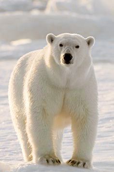 a polar bear standing in the snow looking at the camera with an alert look on his face