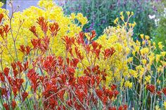 red and yellow flowers are in the foreground with other colorful plants behind them on a sunny day