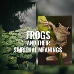 a frog sitting on top of a leaf next to water lilies and the words frogs and their spiritual meaningss