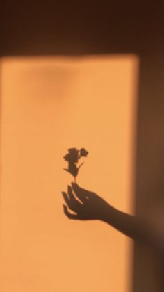 the shadow of a hand holding a flower