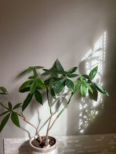 Aesthetic Money Tree Aesthetic, Chinese Money Tree, Money Tree Plant, Doing Better, Money Tree, Money Trees, Tree Leaves, Plant Lady, Better Love