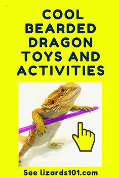 a yellow poster with an image of a bearded dragon on it's back and the words cool bearded dragon toys and activities below