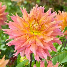 an orange and yellow flower is in the middle of some green plants with other flowers behind it