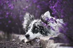 a black and white dog laying on the ground next to purple flowers