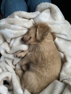 a small dog is curled up in a pile of blankets on top of someone's lap