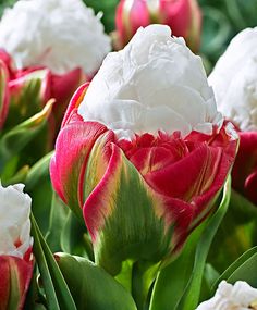 many white and red flowers with green leaves