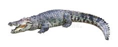 an alligator with its mouth open on a white background