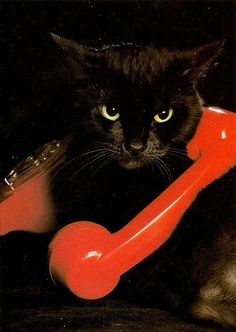 a black cat sitting next to a red telephone