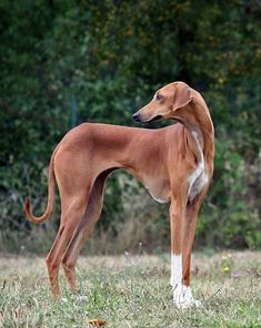 a large brown dog standing on top of a grass covered field with trees in the background