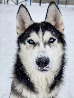 a husky dog with blue eyes sitting in the snow