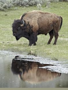 a bison standing next to a body of water in a field with grass and bushes