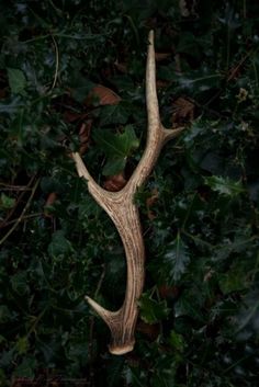 an antler laying on the ground in front of some leaves