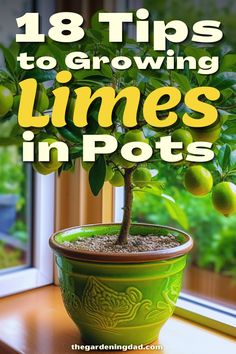 Lime Tree Potted, Lime Trees In Pots, Lime Tree In Pot, Key Lime Tree Care, Lime Trees, Key Lime Tree, Indoor Fruit Trees, Lemon Tree From Seed, Growing Lemon Trees