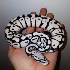 a white and black snake is in someone's hand