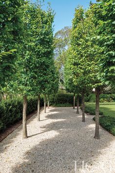 trees line the path in this park lined with gravel