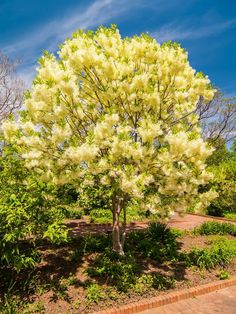 a tree with yellow flowers in the middle of a brick walkway and shrubbery on either side