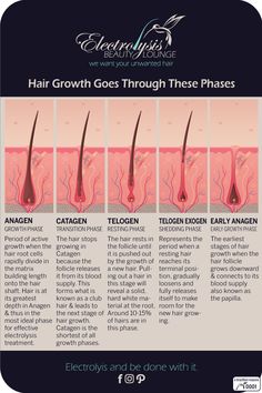 Hair Growth Phases, Esthetician Learning, Anagen Catagen Telogen, Medical Cosmetology, Esthetician Student, Aesthetic Nursing, Hair Removal Products, Skin Anatomy